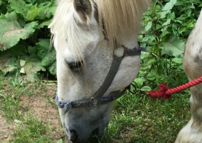 A close-up of the white color horse eating grass
