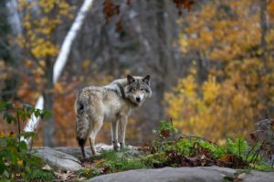 Closeup shot of gray wolf standing on the rock