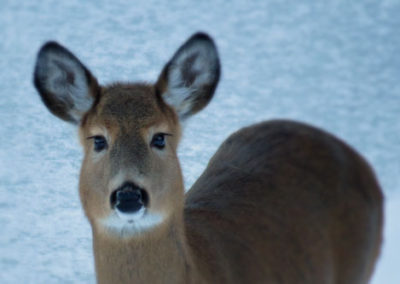 A close-up of the deer standing on the snow