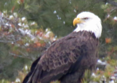 A view of the eagle standing on the tree