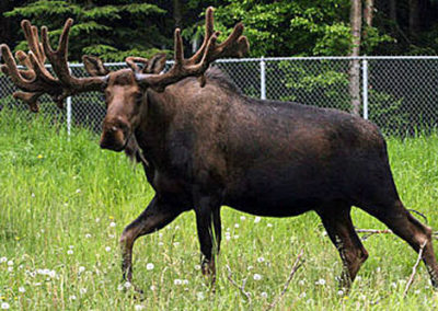 A gallant moose with horns walking in the grass fields