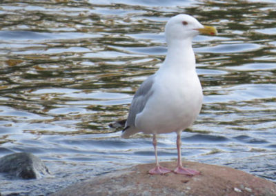 A white colored bird with yellow beak standing near the river