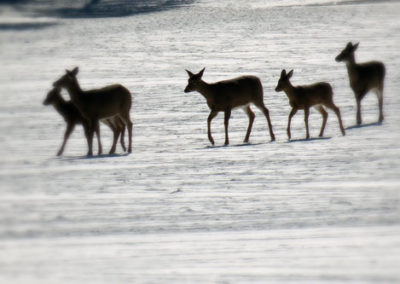 A herd of the deer walking on the snow