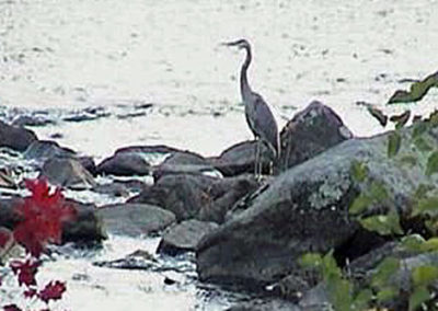 A white color heron standing on the rocks near the river