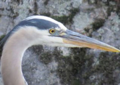 A close-up of the heron eyes and beak