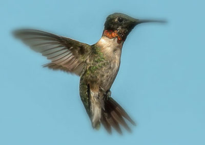 A picture of the flying hummingbird