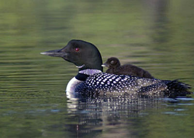 A black colored loon holding chick on its back in the water