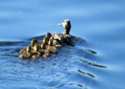 Mallard duck and ducklings going for a walk in the river