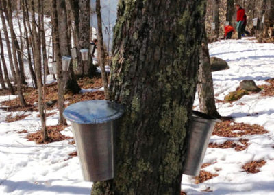 Empty Cans attached to the maple trees for collecting maple syrup