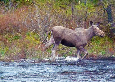 A moose running in the water