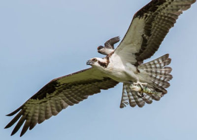 An osprey holding its baby on its back and flying