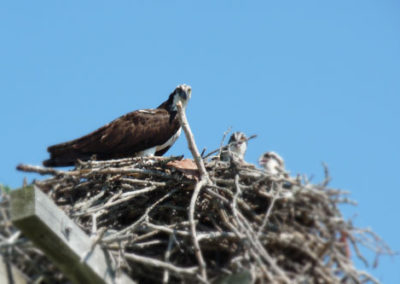 An osprey and young babies sitting in the nest