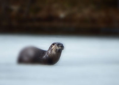 A view of the otter walking on the snow