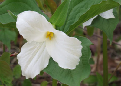 A closeup of the white trillium flower on the plant